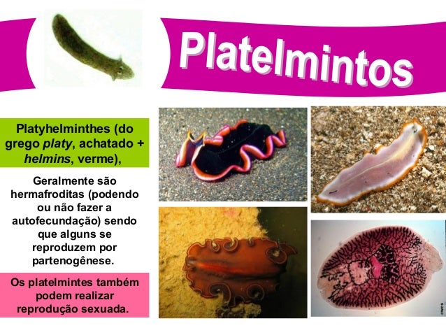 filo platelmintos
